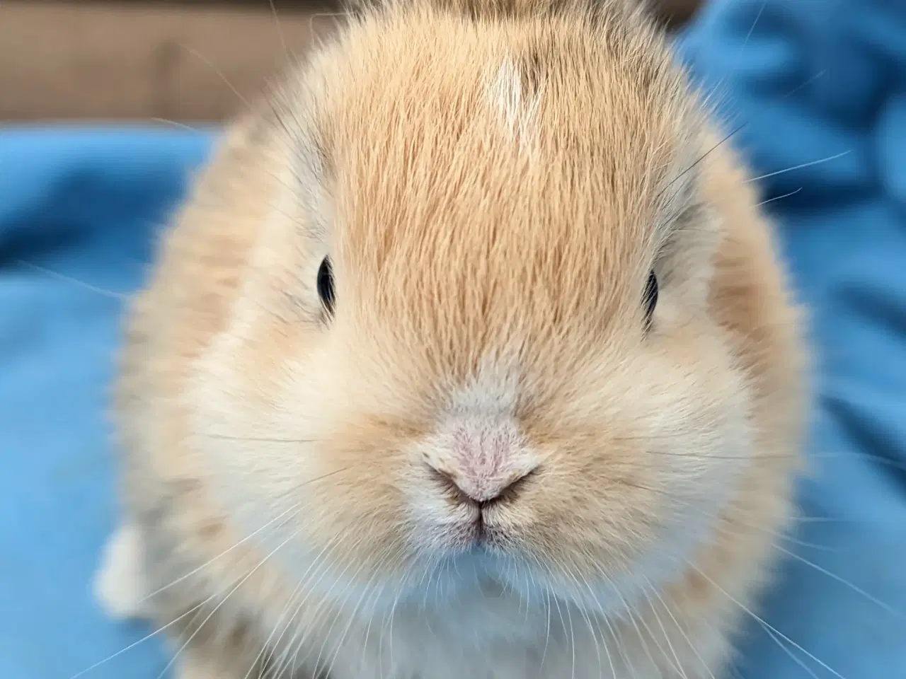 Billede 4 - Hermelin kaninunge sælges 