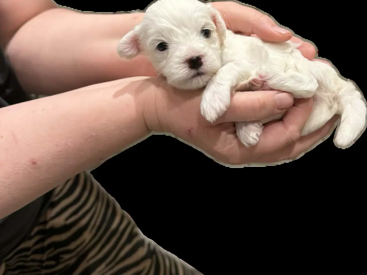 Billede 8 - Bichon Havanais/Coton De Tulear