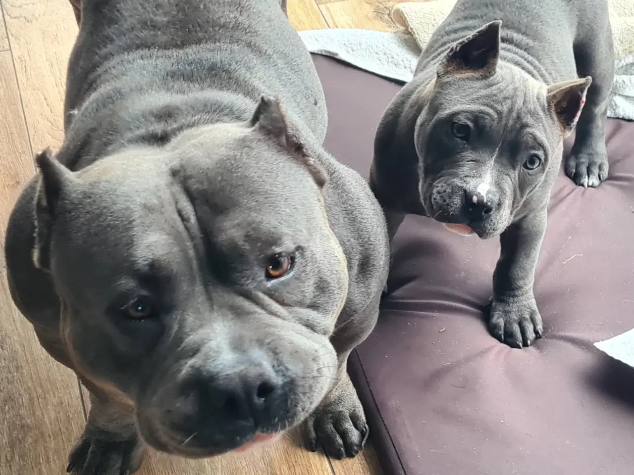 Billede 11 - American Bully Pige abkc 
