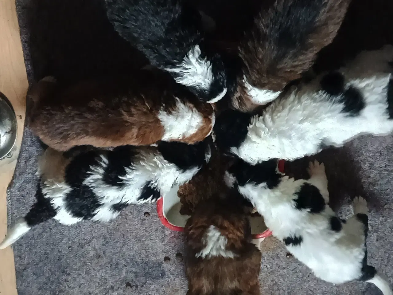 Billede 4 - Berner Sennen/Islandsk Fårehund