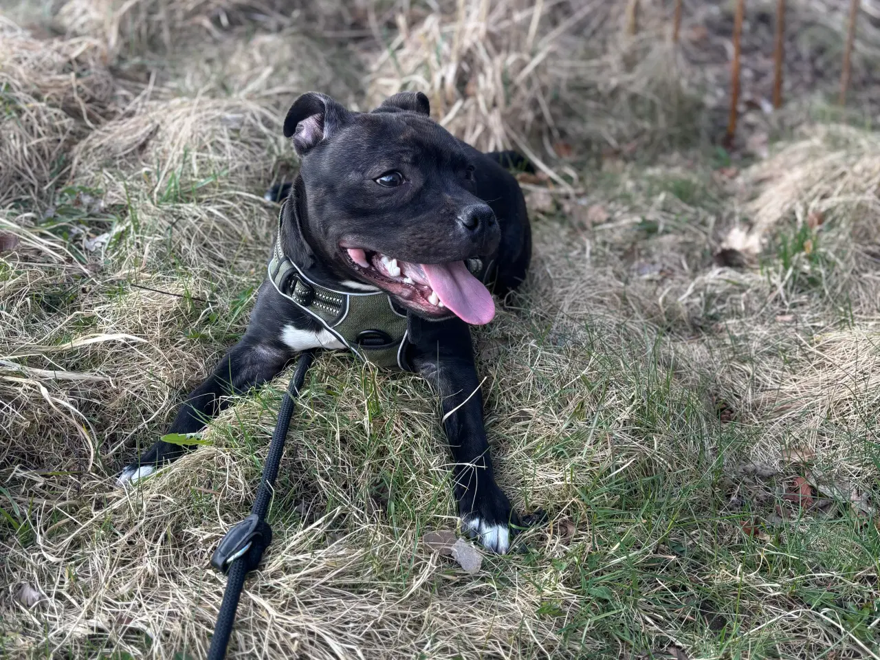 Billede 3 - Staffordshirt bull terrier(med stamtavle)