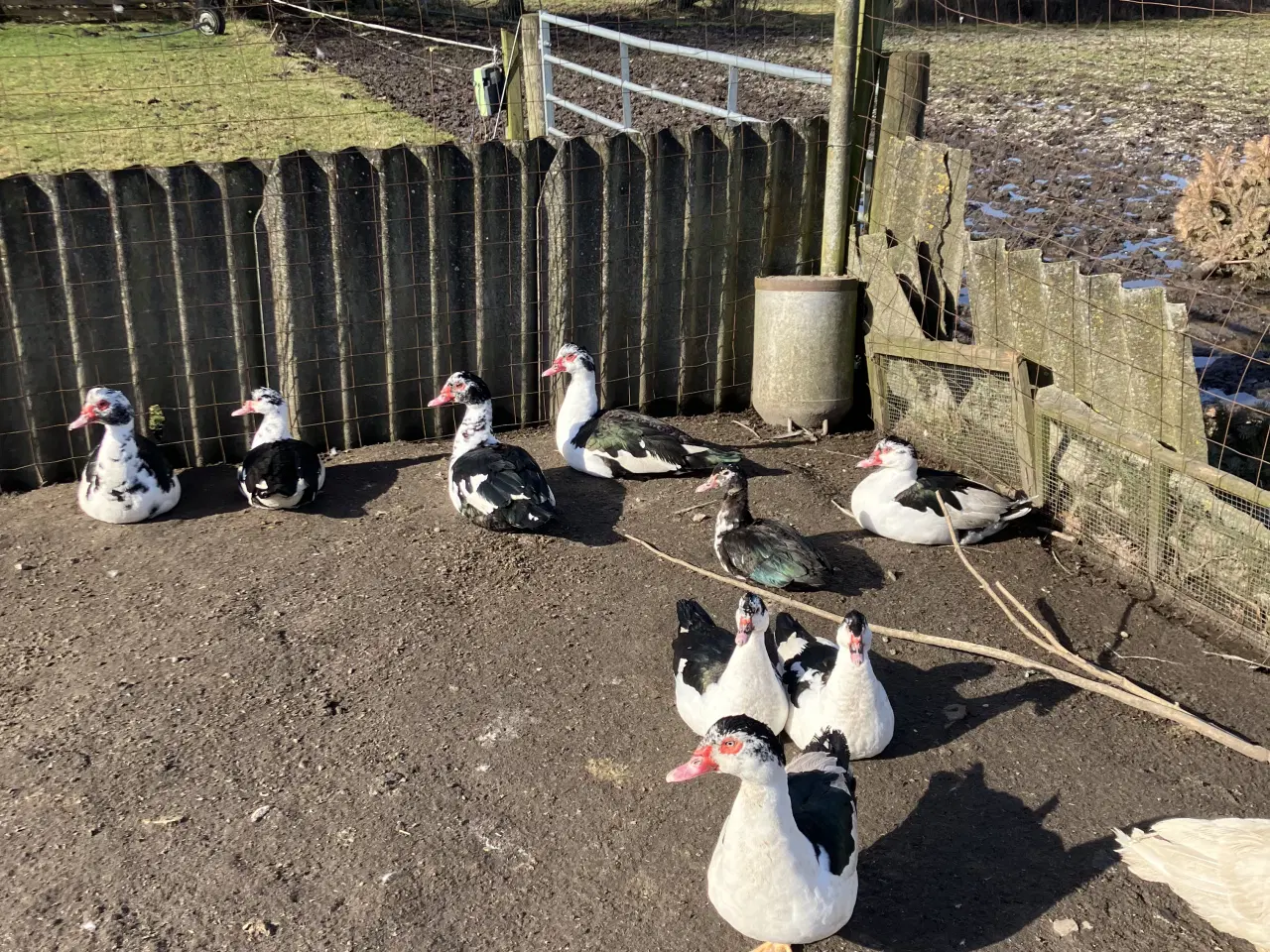 Billede 2 - Mouskusænder