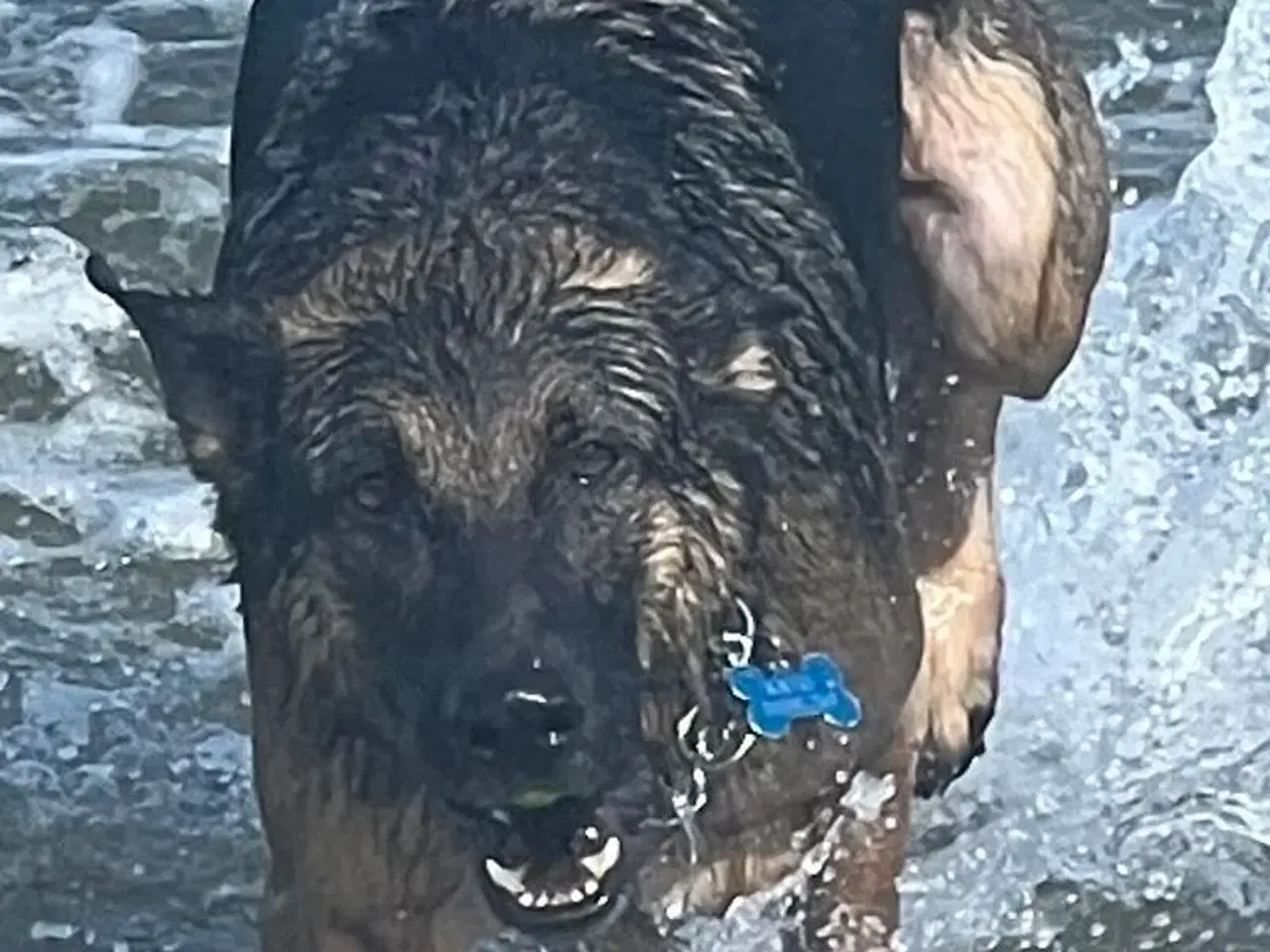 Billede 5 - Familievenlig schæfer sælges