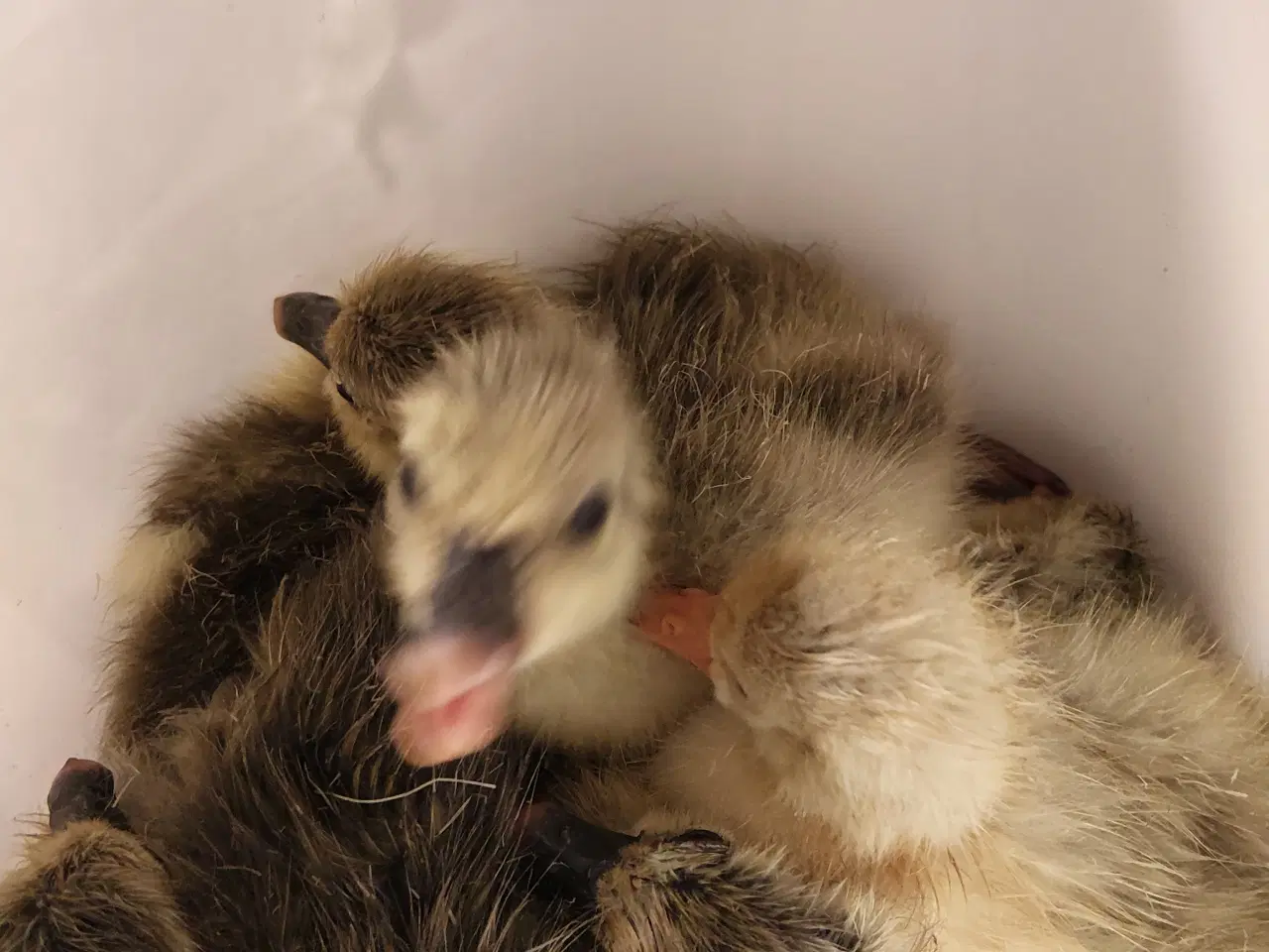 Billede 1 - Daggamle gæslinger 