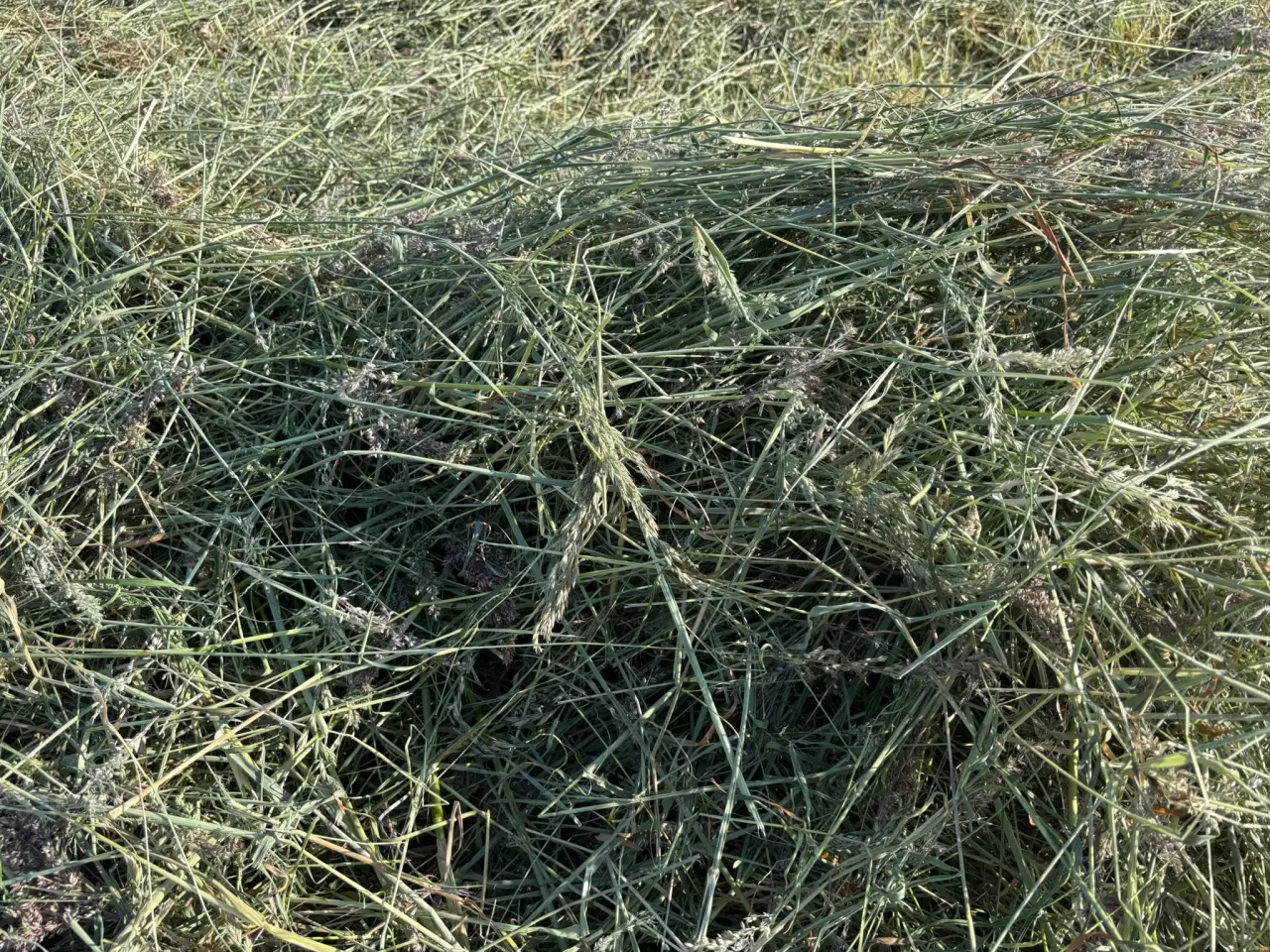 Billede 2 - Wrap hø 2025 (Wrappet)