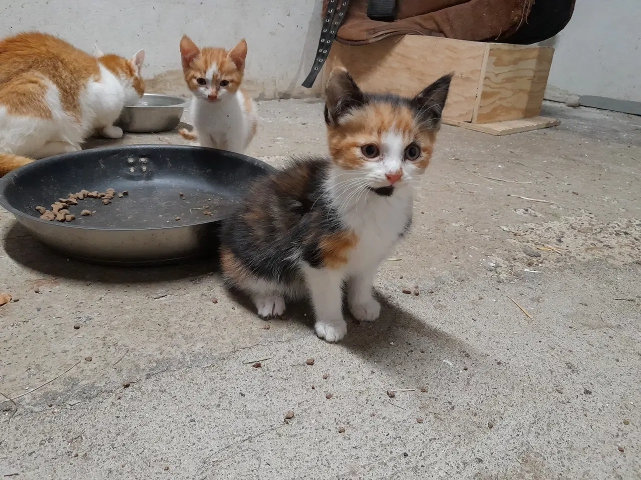 Billede 4 - Kattekillinger