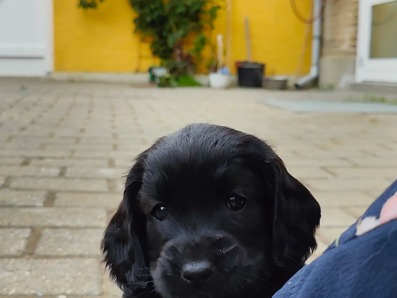 Billede 6 - Hundehvalp doodle blanding 
