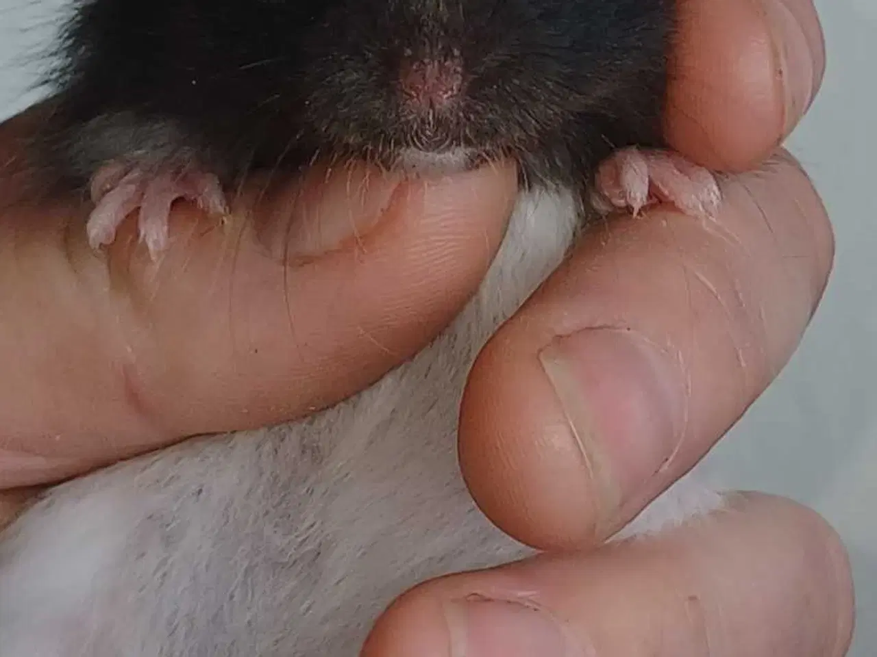 Billede 4 - Guldhamster unger