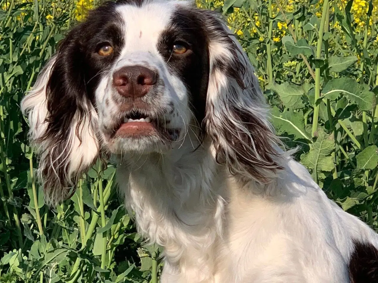 Billede 12 - FT Cocker Spaniel tæve med stamtavle