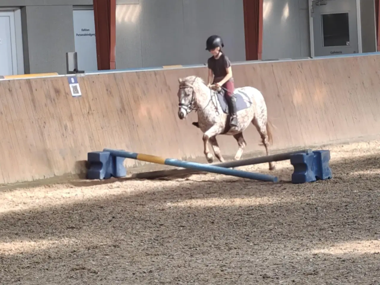 Billede 7 - Smuk knabstruppere hoppe kat. 3