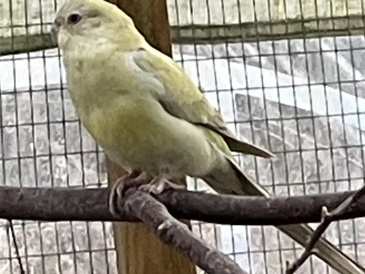 Billede 2 - 2 Sangparakitter 