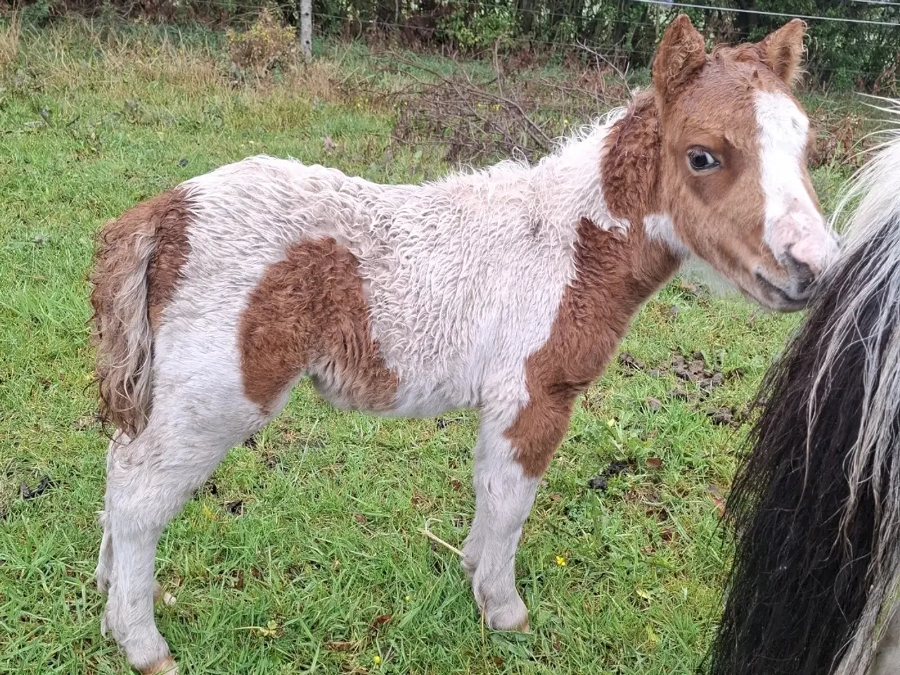 Billede 5 - Miniature hingst 