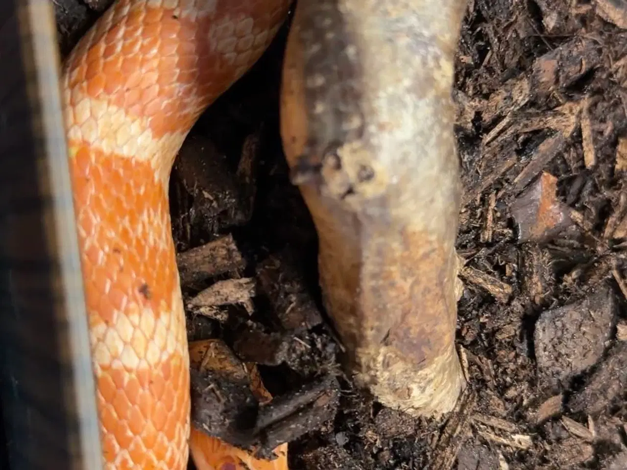 Billede 3 - Amel Het Scaleless Kornsnog