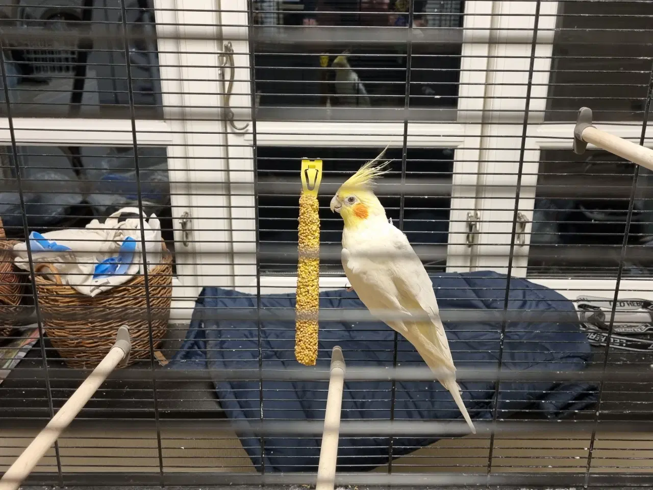 Billede 2 - Nymfe parakit sælges