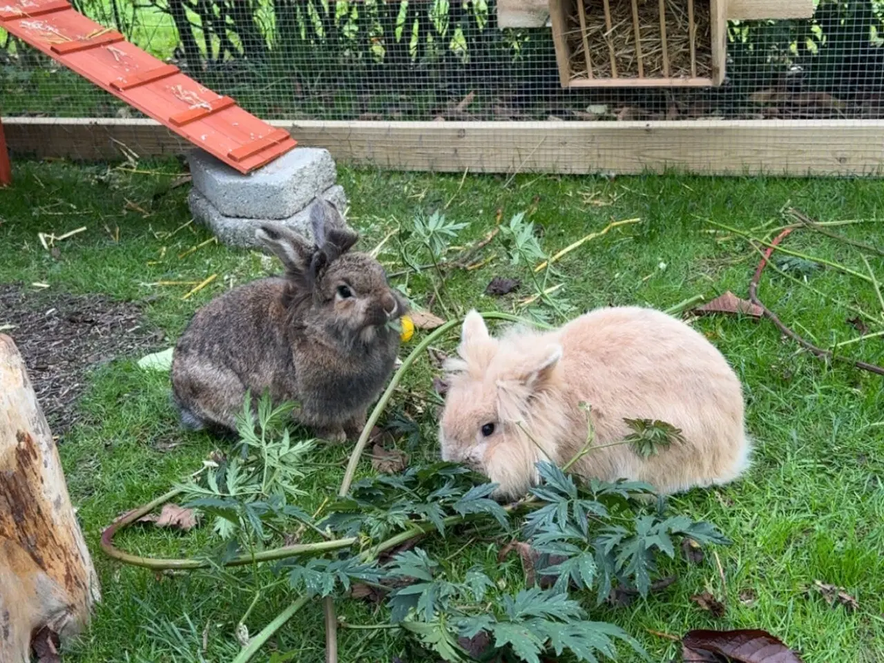 Billede 1 - To løvehoved kaniner søger nyt hjem