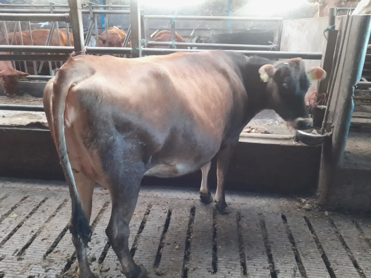 Billede 1 - Kælveko