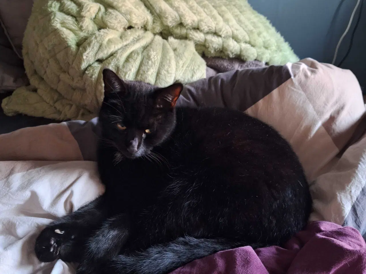 Billede 2 - Sød hund kat 3år