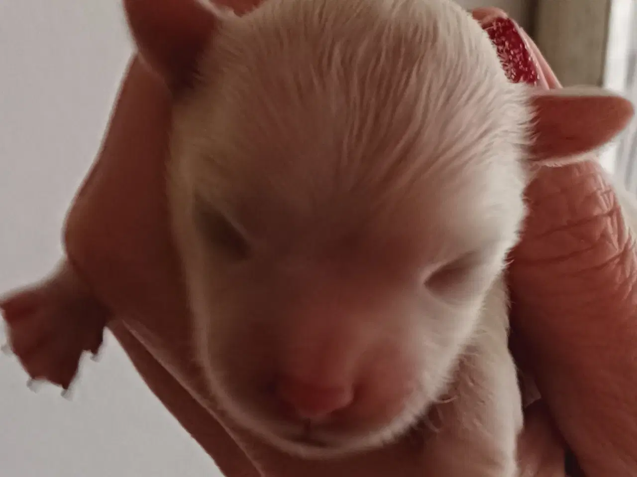 Billede 1 - Chihuahua hvalp søger familie 