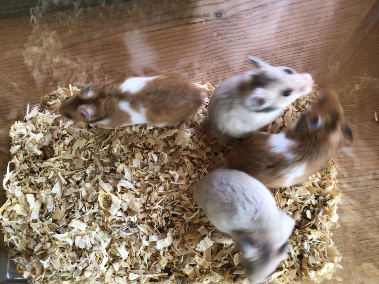 Billede 1 - Guldhamster 
