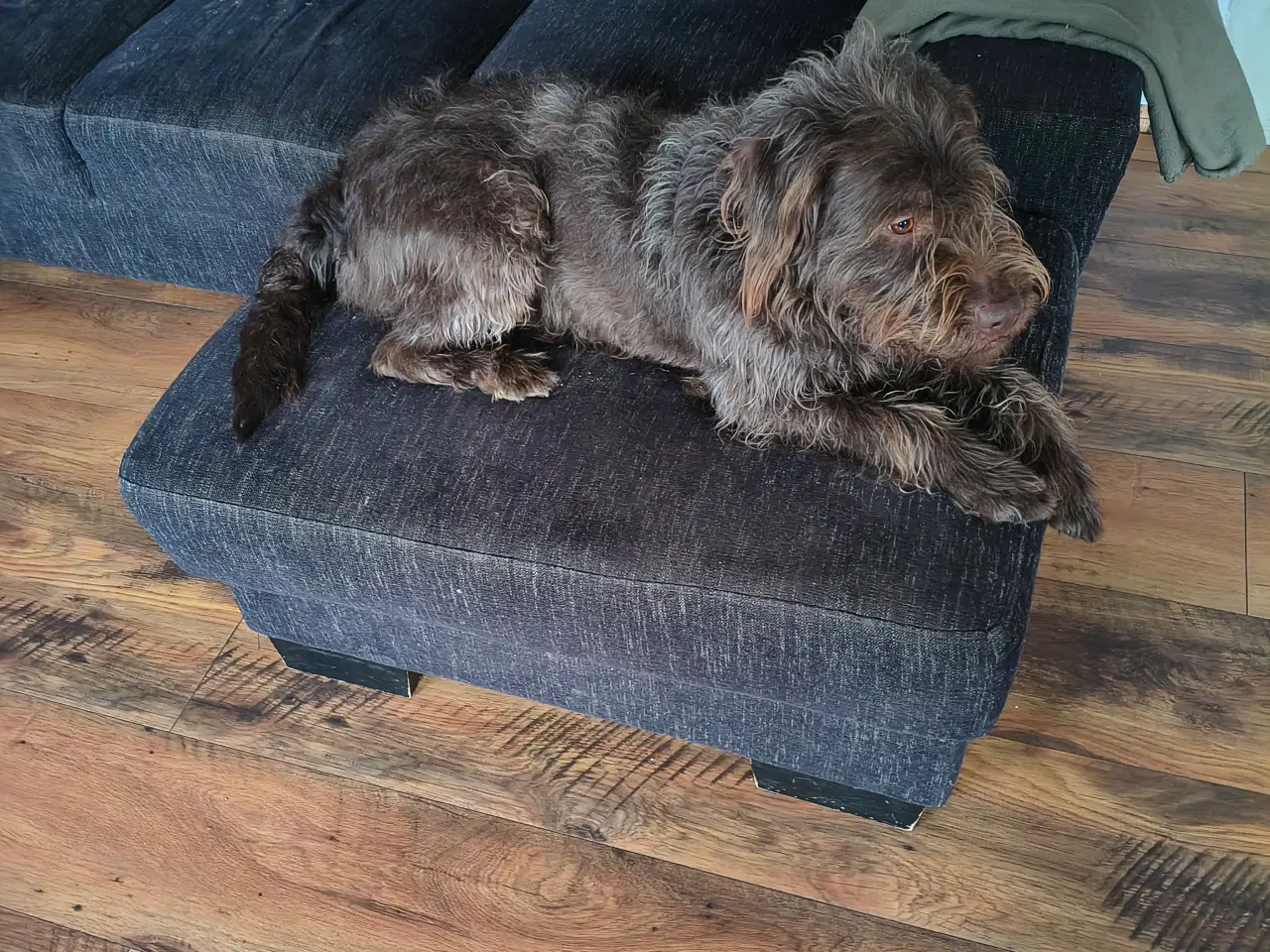 Billede 3 - Brun Labrador/Tysk ruhåret Hønsehund (Rulabber)