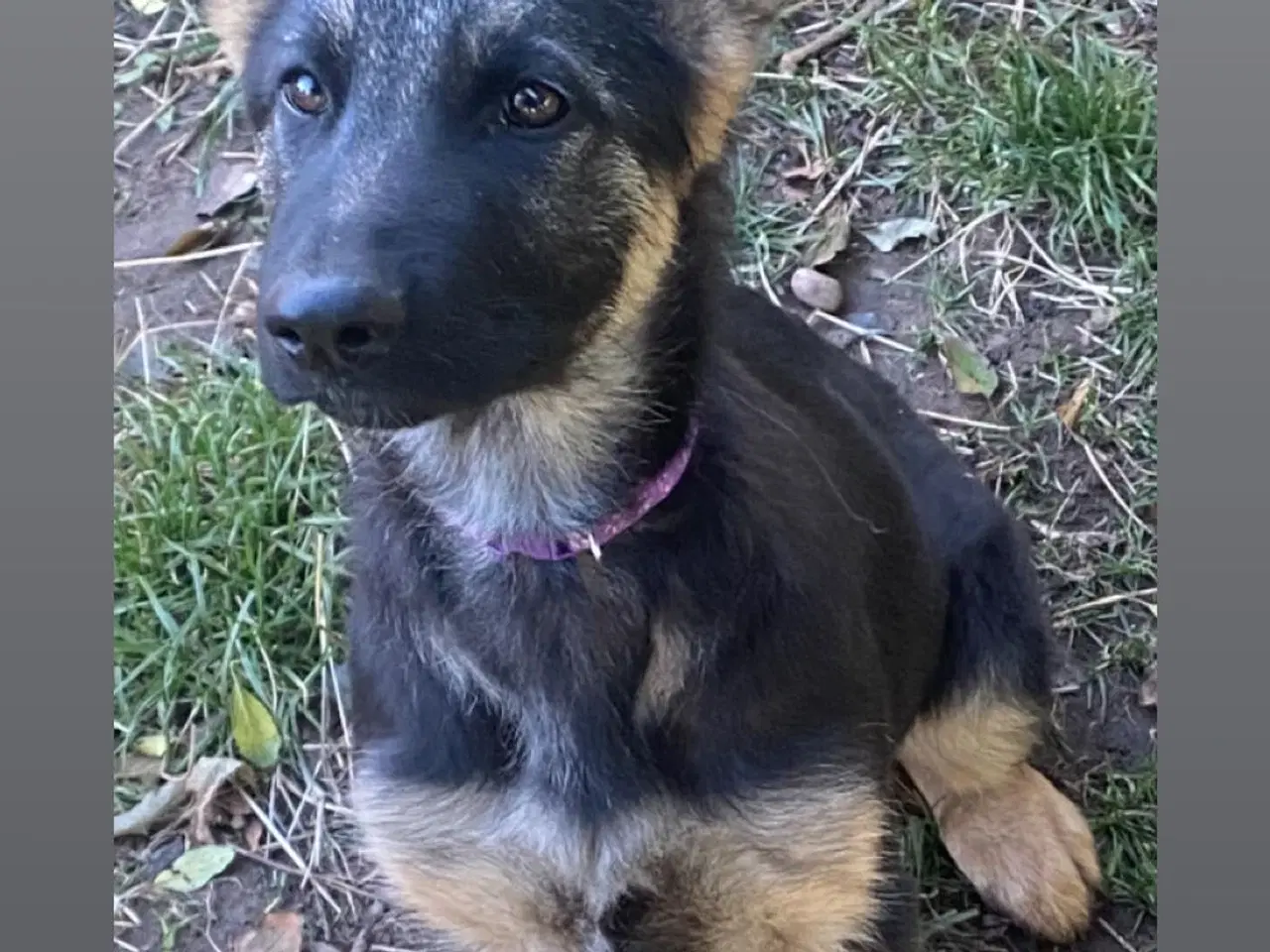 Billede 2 - Schæfer hvalpe der søger nyt hjem🐶