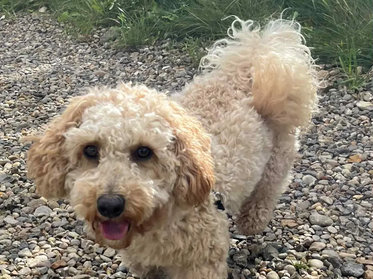 Billede 11 - skøn Maltipoo Max