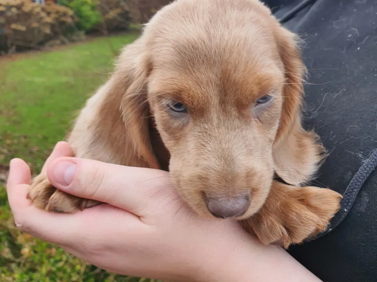 Billede 1 - Langhåret rød merle gravhunde hvalpe