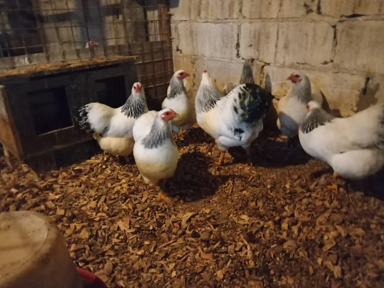Billede 3 - Dværghøns