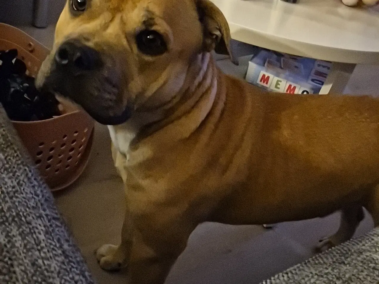 Billede 1 - Skøn og velopdraget hvalp på 8 mdr