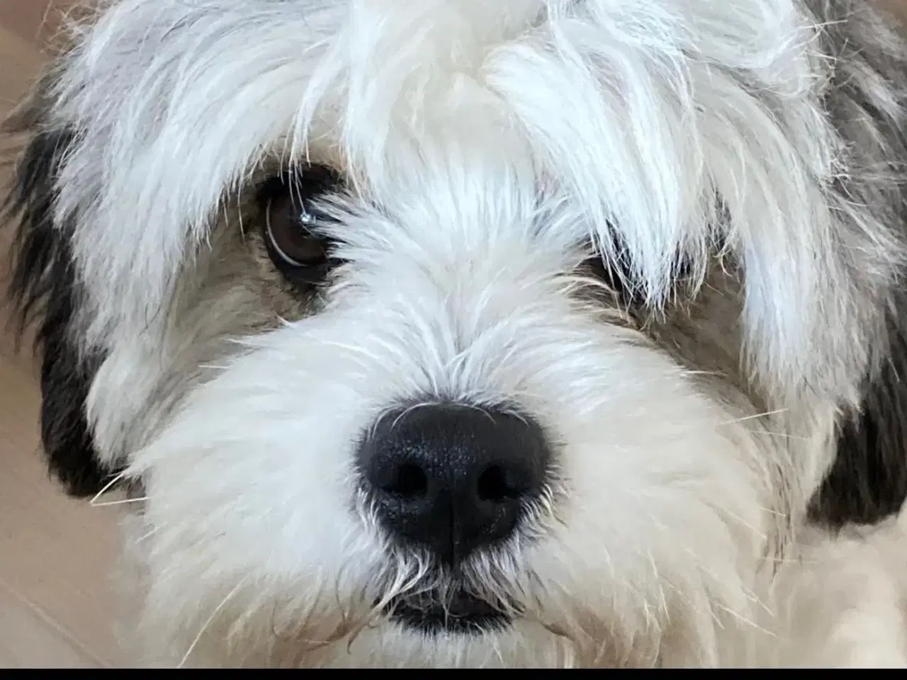 Billede 5 - 3 shih tzu-havapoo hvalpe(8 uger)