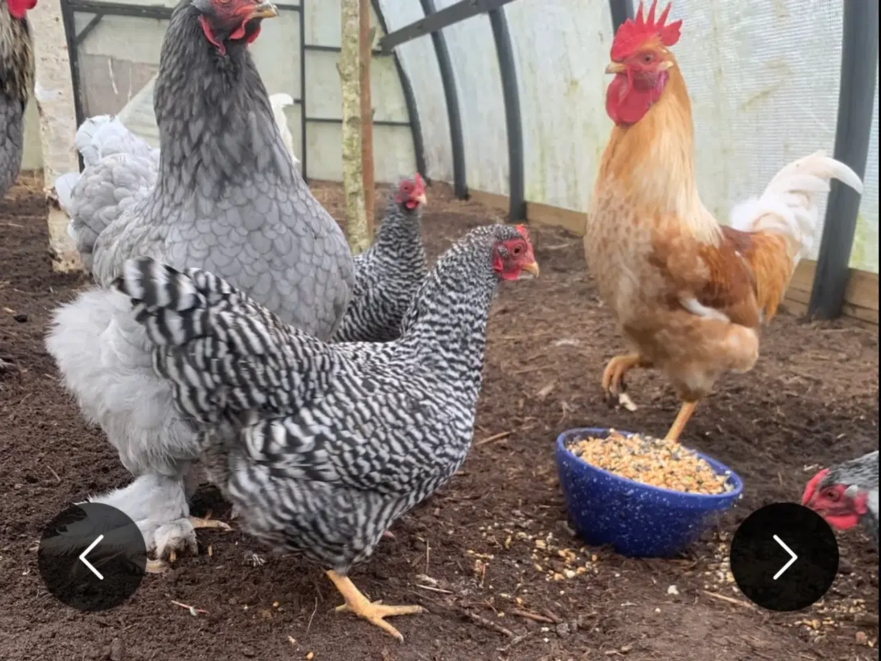 Billede 2 - (Øko) Barnevelder hane og Plymouth rock høns