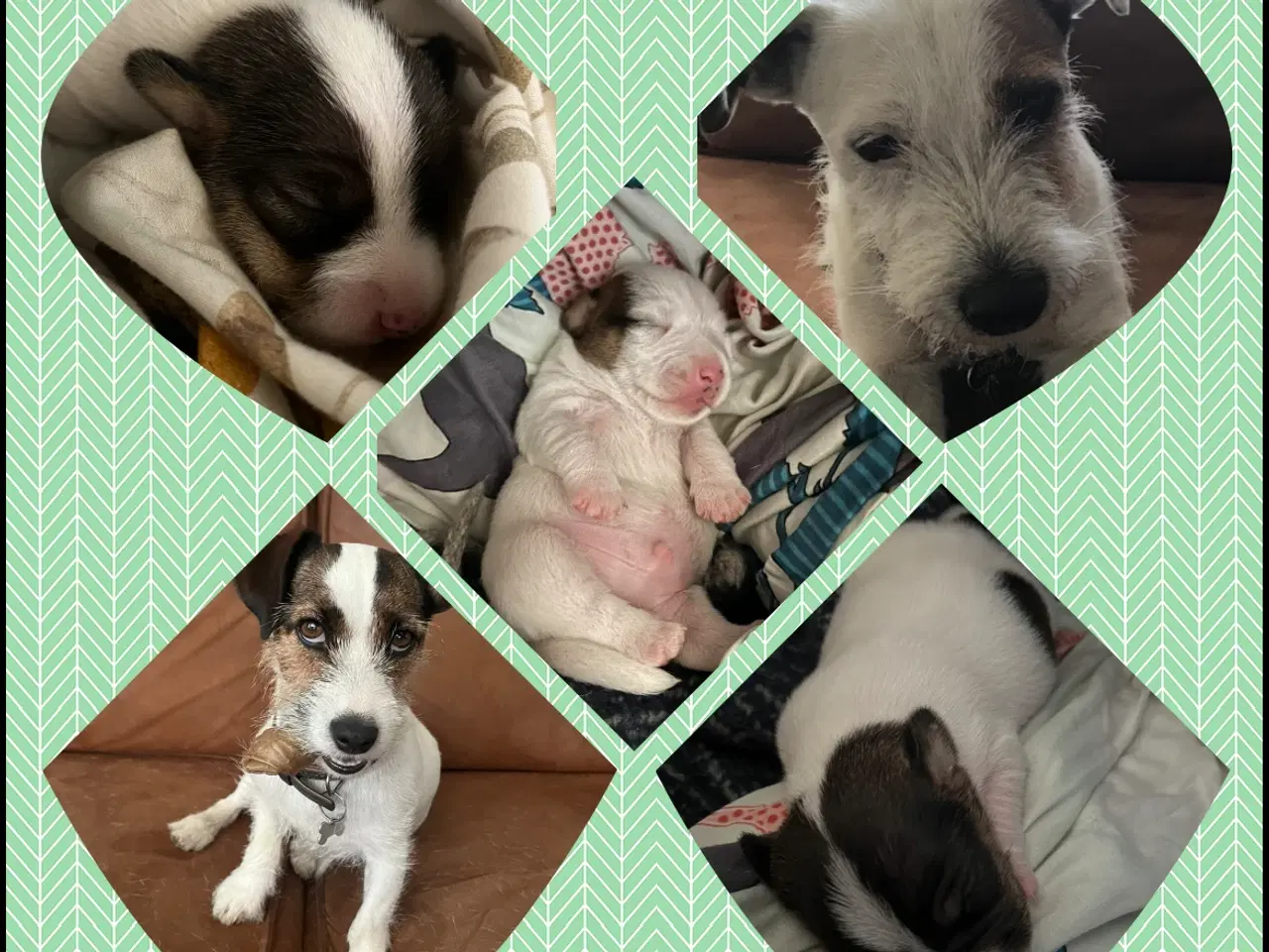Billede 7 - Jack russel hvalp