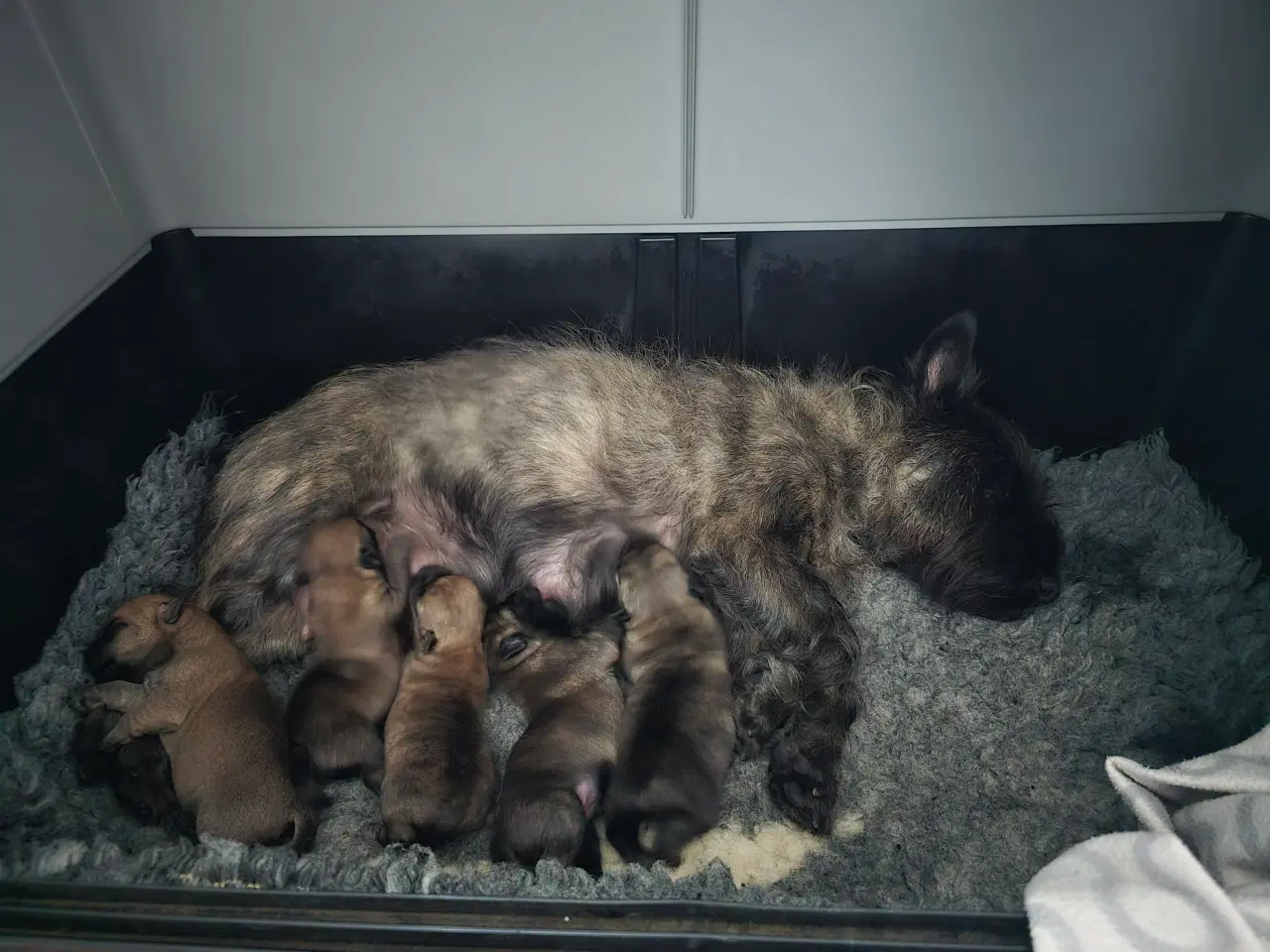 Billede 1 - Super dejlige cairn terrier hvalpe