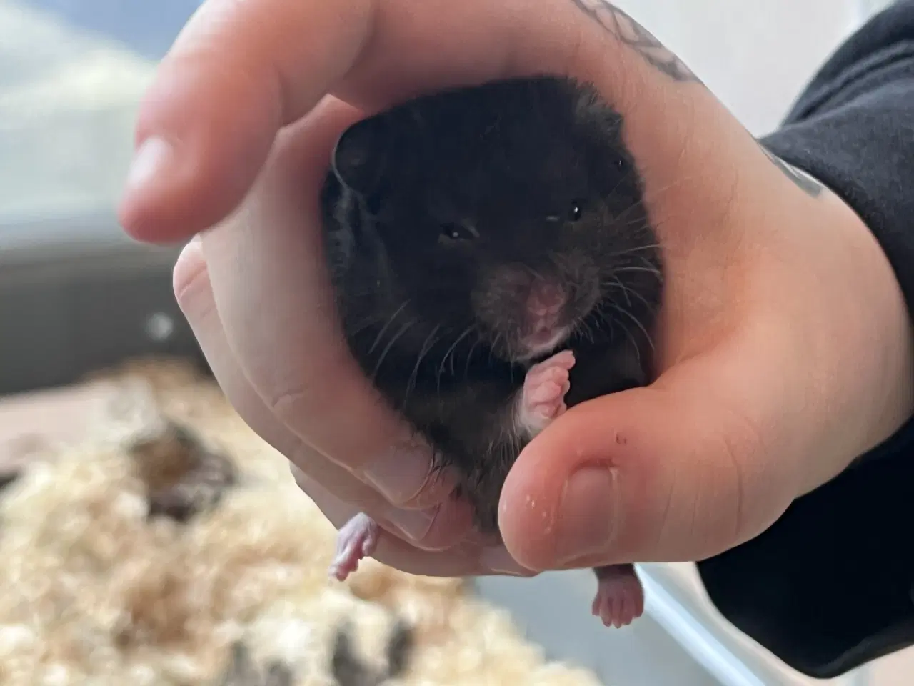 Billede 5 - Sibiriske guldhamster unger