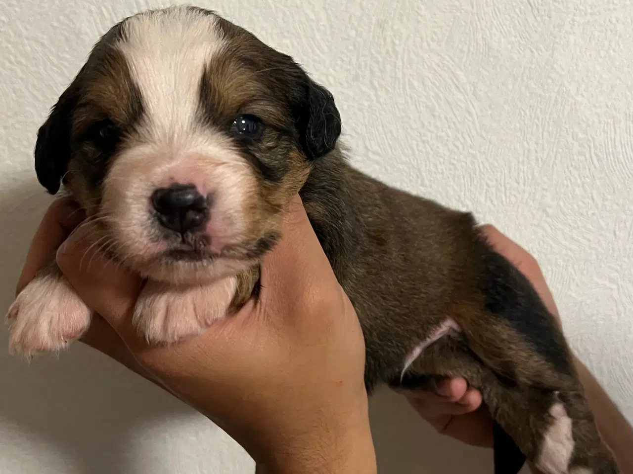 Billede 7 - 🐶 Smukke Mini Berner Sennen hvalpe 🐶 