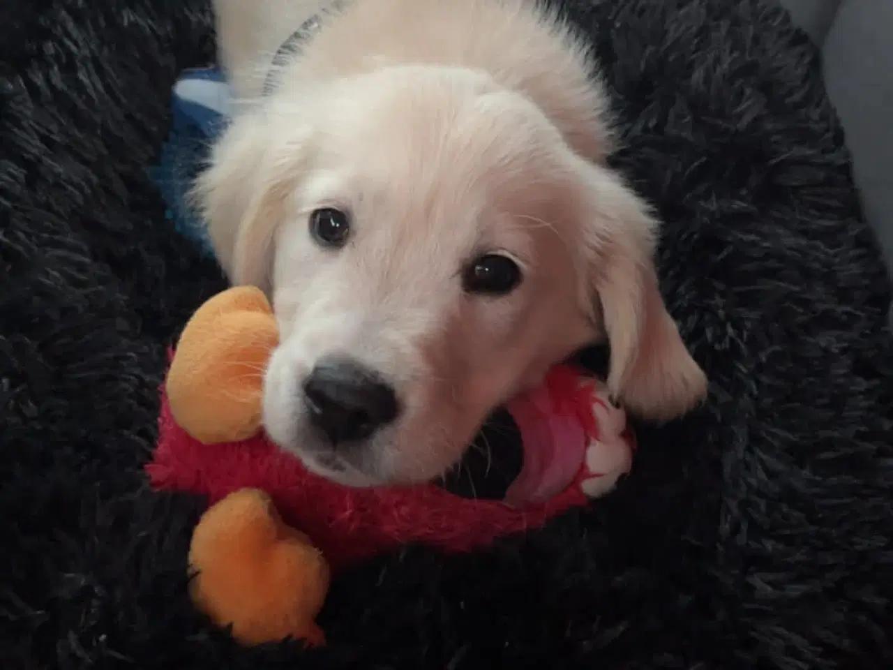 Billede 2 - Winston søger familie 