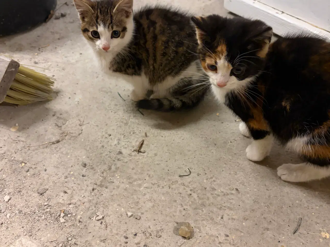 Billede 1 - 2 kattekillinger