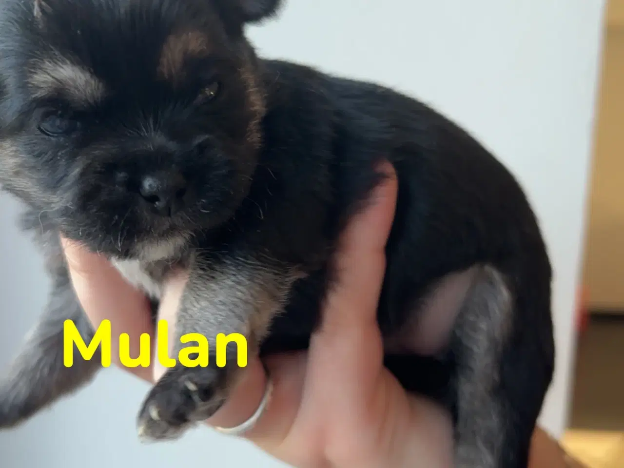 Billede 5 - 🐶 6 familiehvalpe søger deres helt eget hjem 🐶