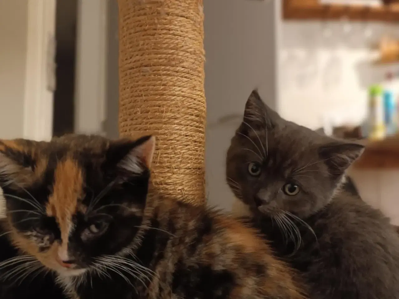 Billede 2 - Søde killinger søger nyt hjem