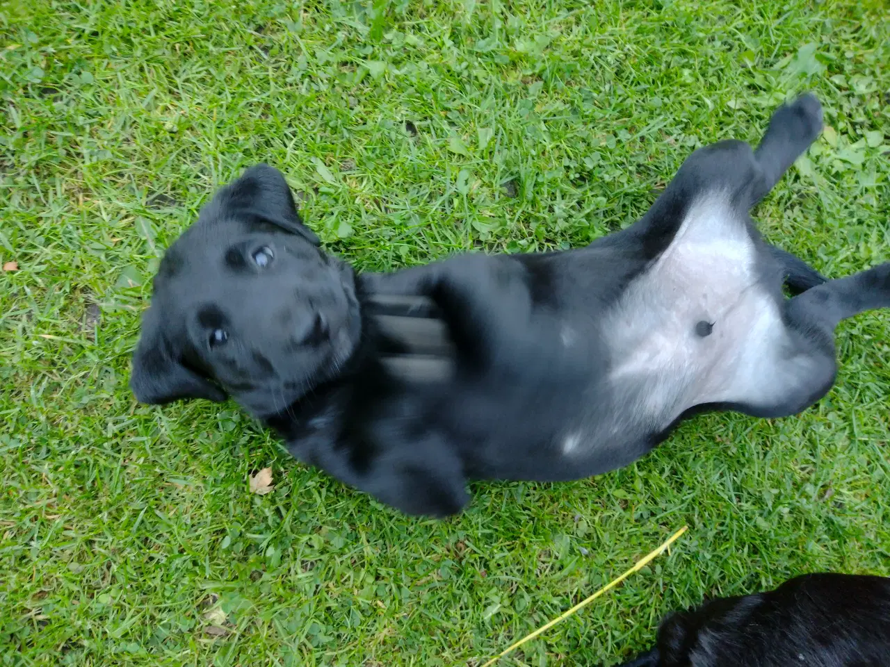 Billede 4 - SOLGT! Han F1 labrador hvalp