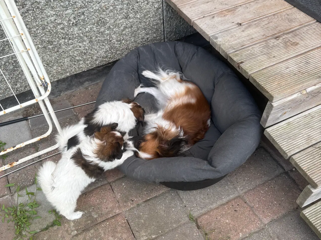 Billede 12 - 3 Papillon/Phalene bamser søger kærlige hjem