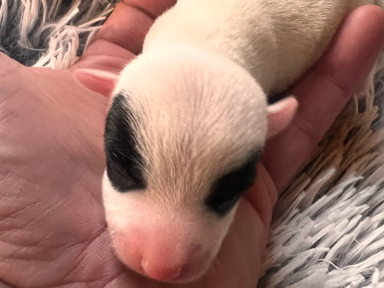 Billede 6 - Jack russel hvalpe 