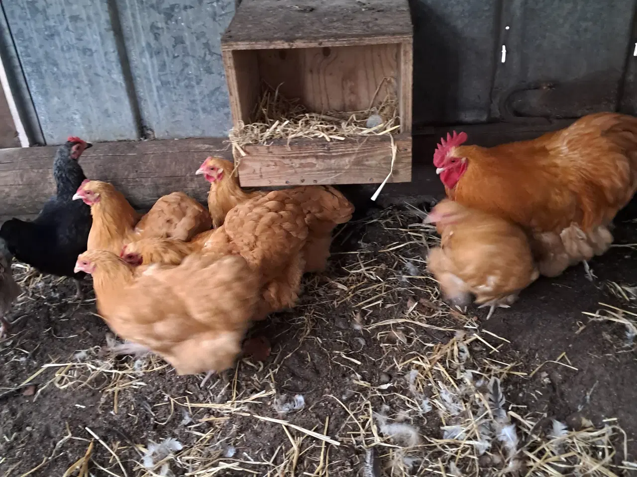 Billede 7 - Dværg orpington