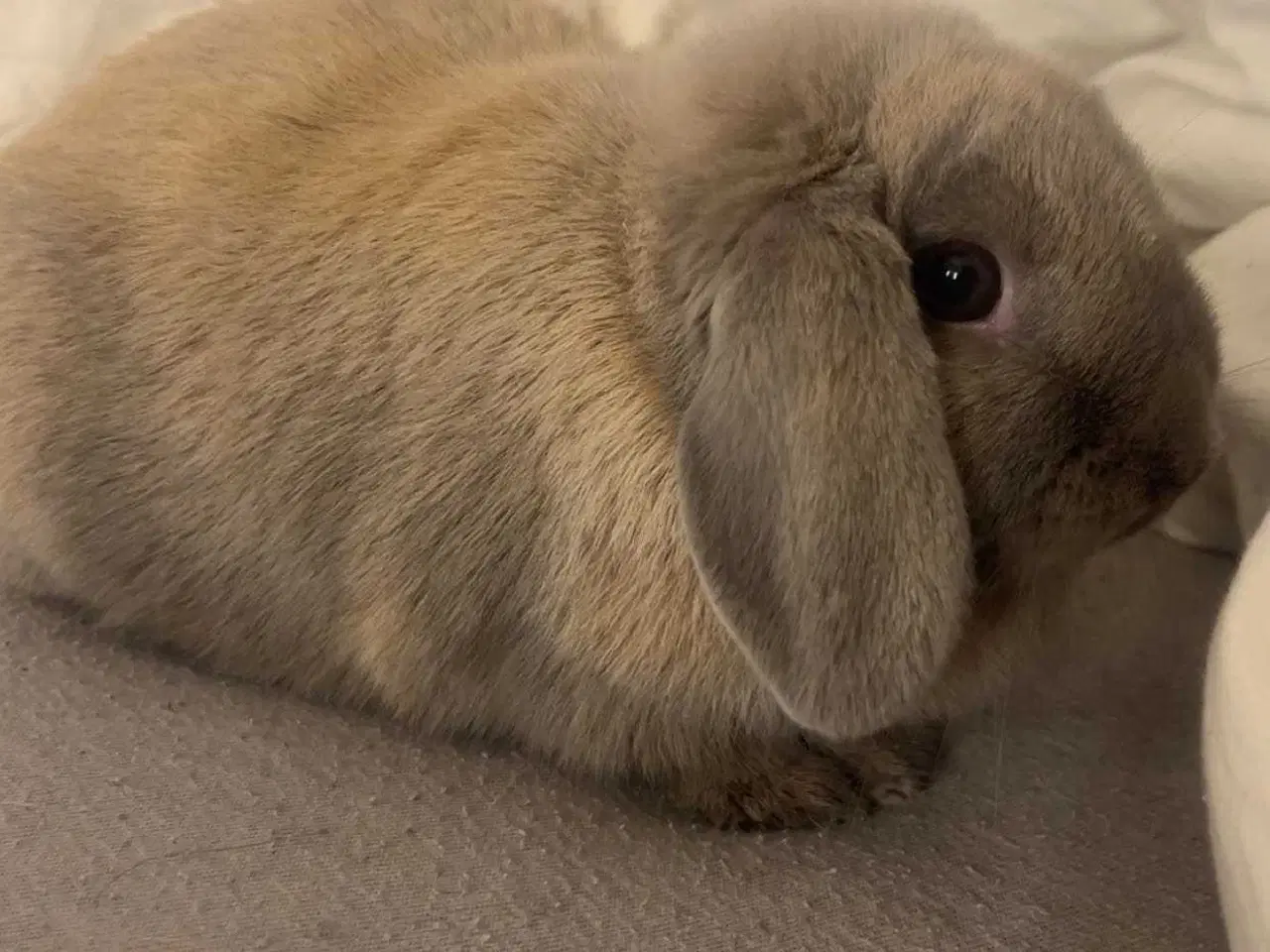 Billede 2 - Kanin med bur