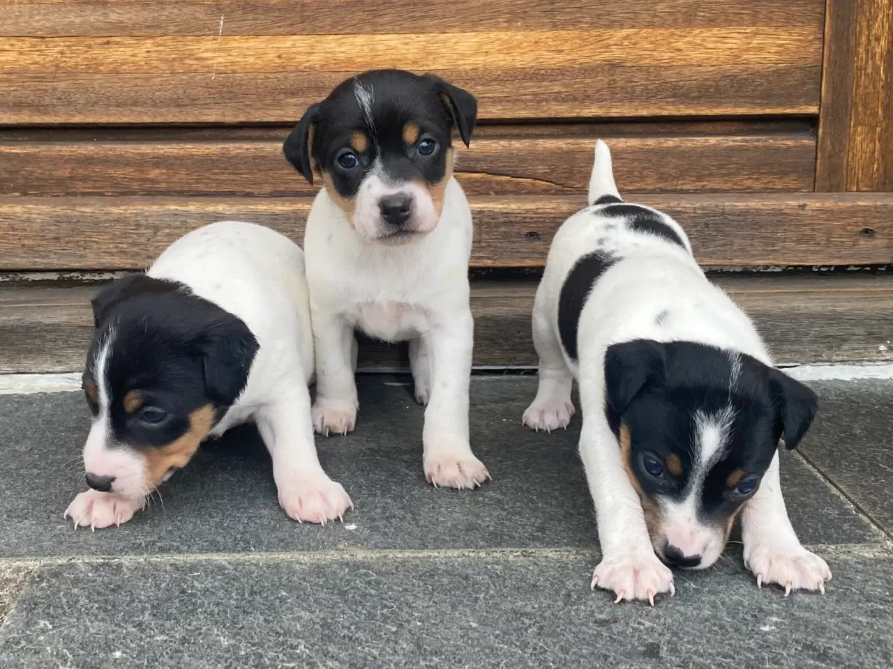 Billede 4 - Dansk-svensk gårdhund