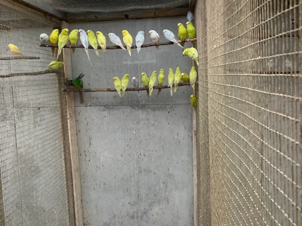 Billede 1 - Undulater sælges