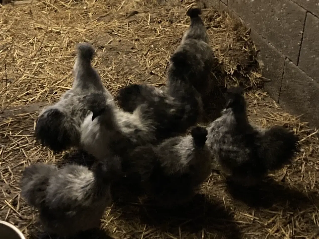 Billede 7 - Rene silke Høns