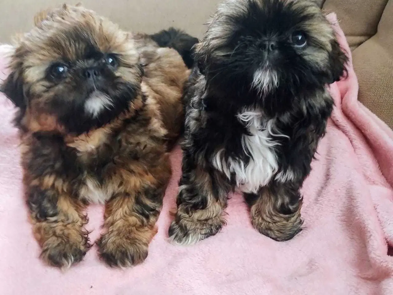 Billede 2 - Lille vidunderlig Shih Tzu 