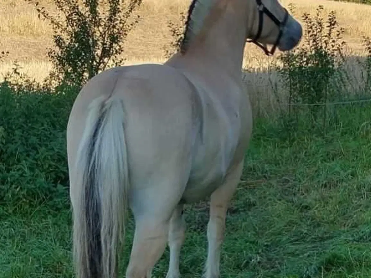 Billede 2 - Fjordhest 3-års vallak. 