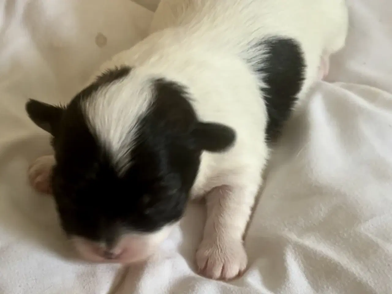 Billede 5 - Små allergivenlige og ikke fældende hundehvalpe